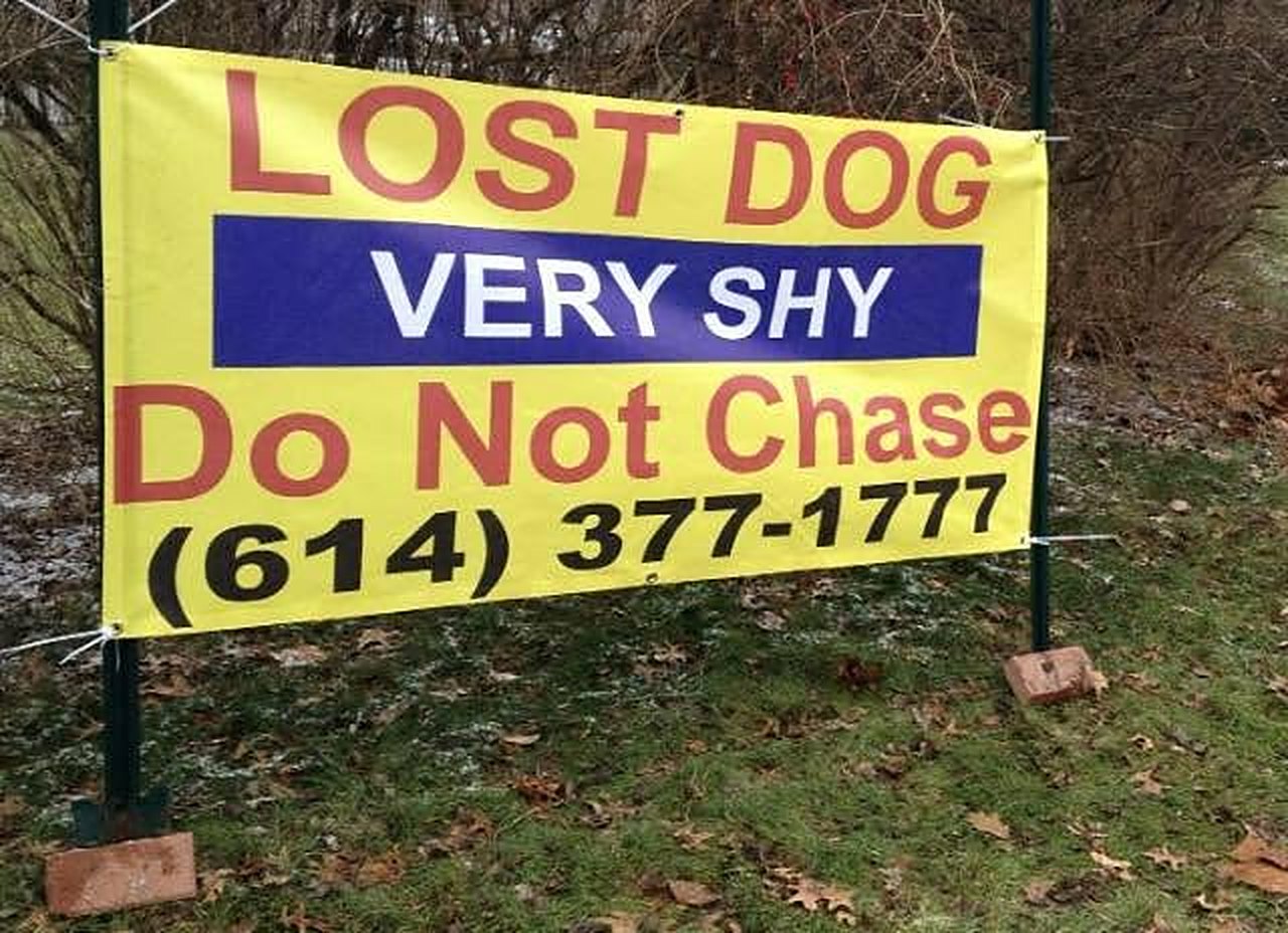 Yellow Lost Pet Recovery banner reading Lost Dog, Very Shy, Do Not Chase, with the phone number (614) 377-1777